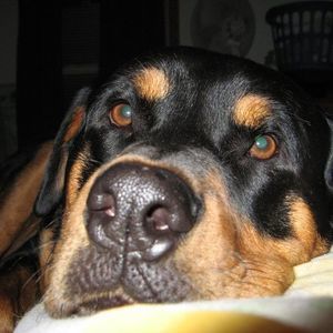 Meet your Posher, Susan